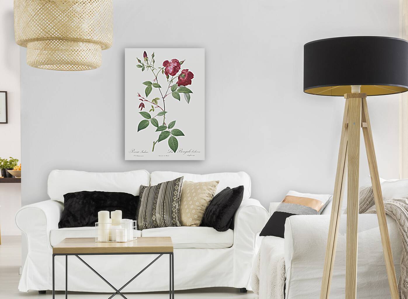 Velvet china rose in bloom Reproduction