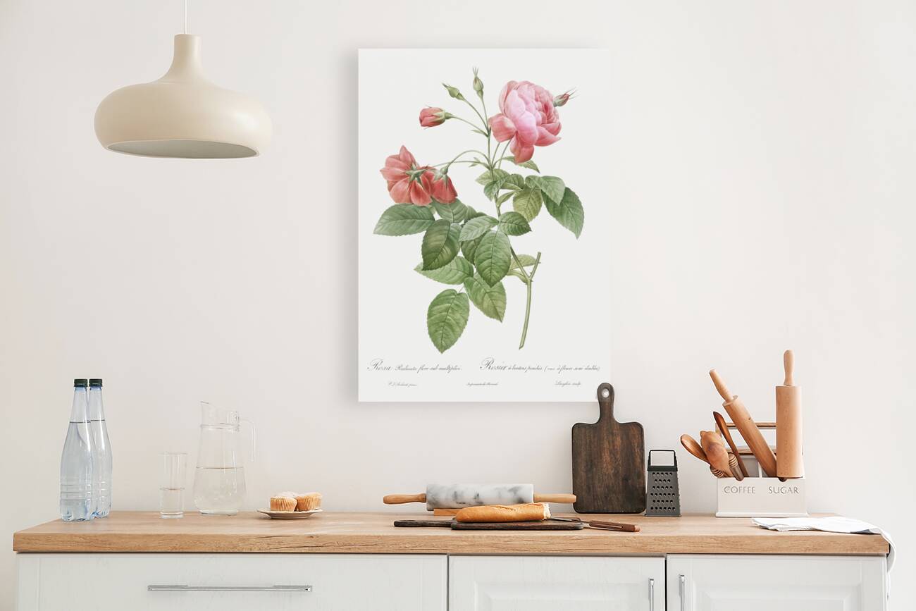 Pink boursault rose Reproduction