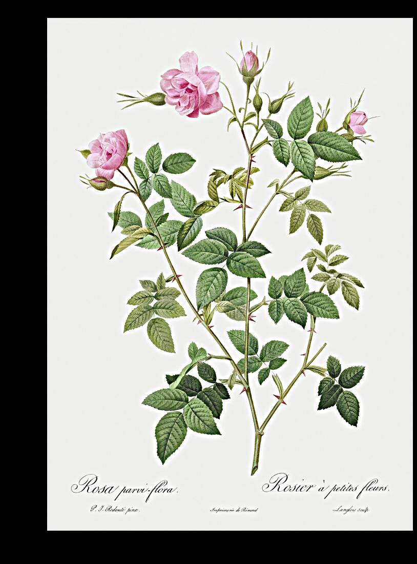 Pink flowering rosebush Reproduction