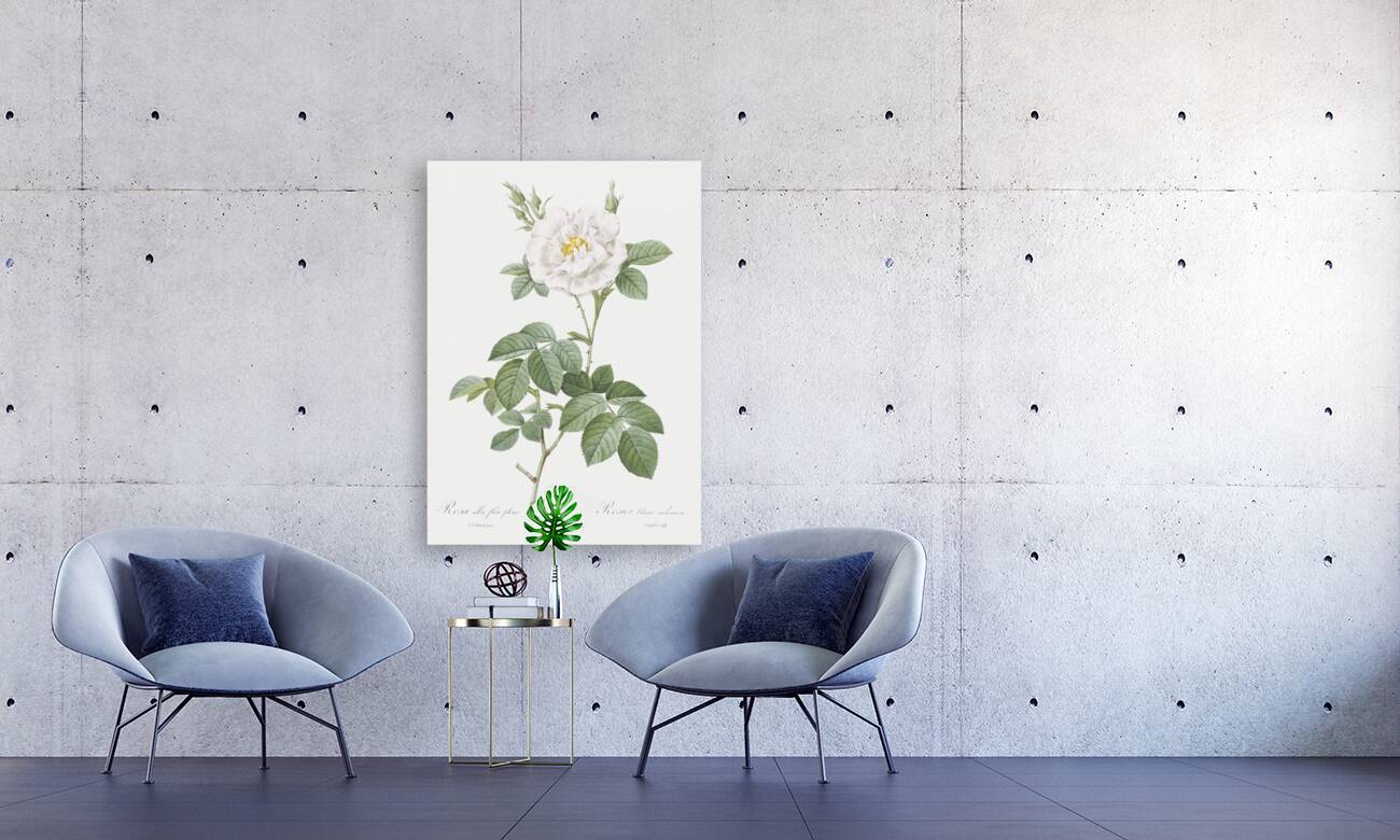 Blooming white rose Reproduction