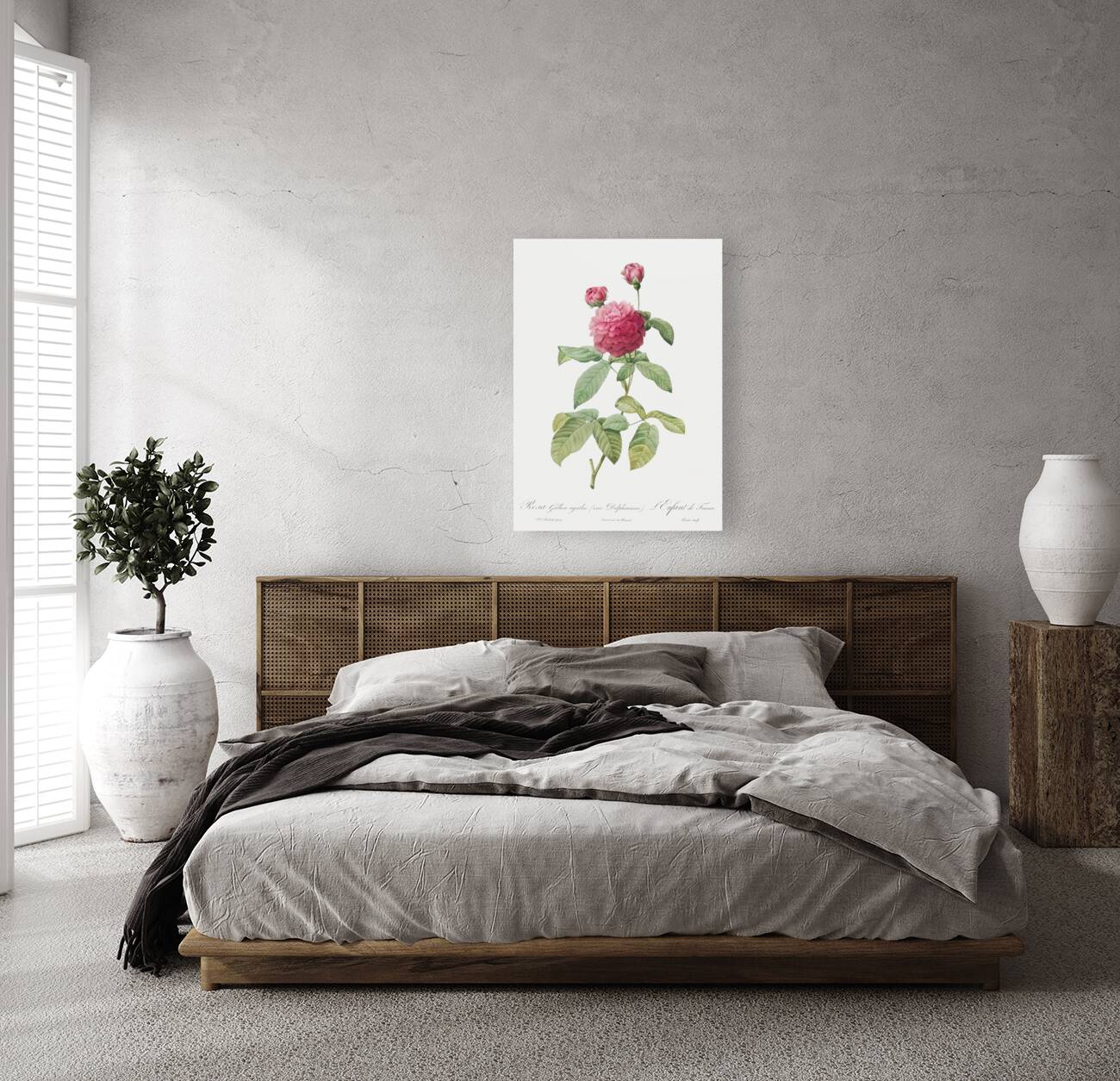 Agatha rose in bloom Reproduction