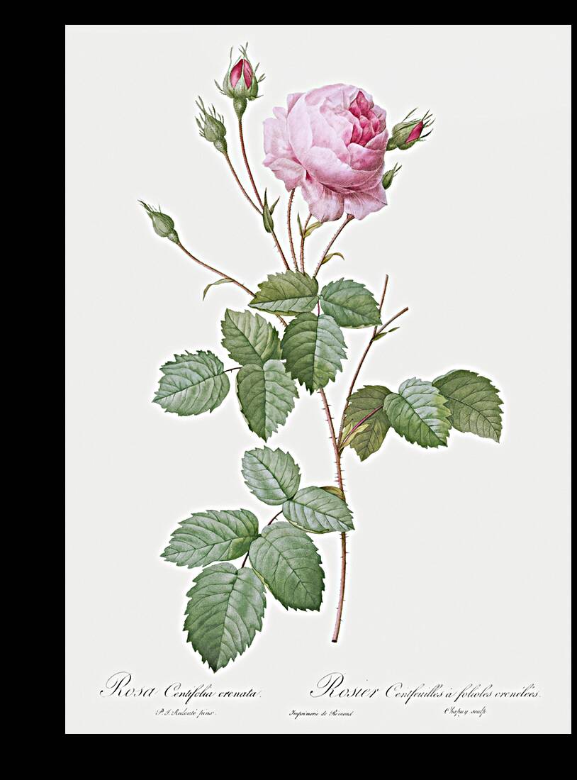 Pink provence rose Reproduction