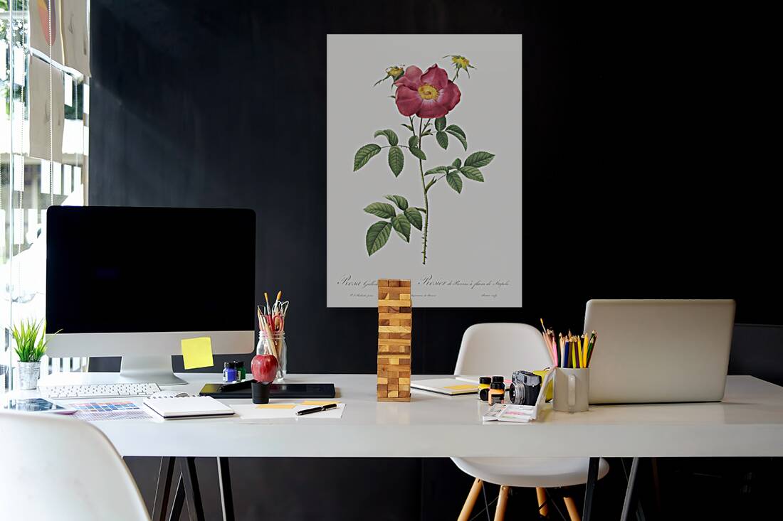 Stapelia rose in bloom Reproduction