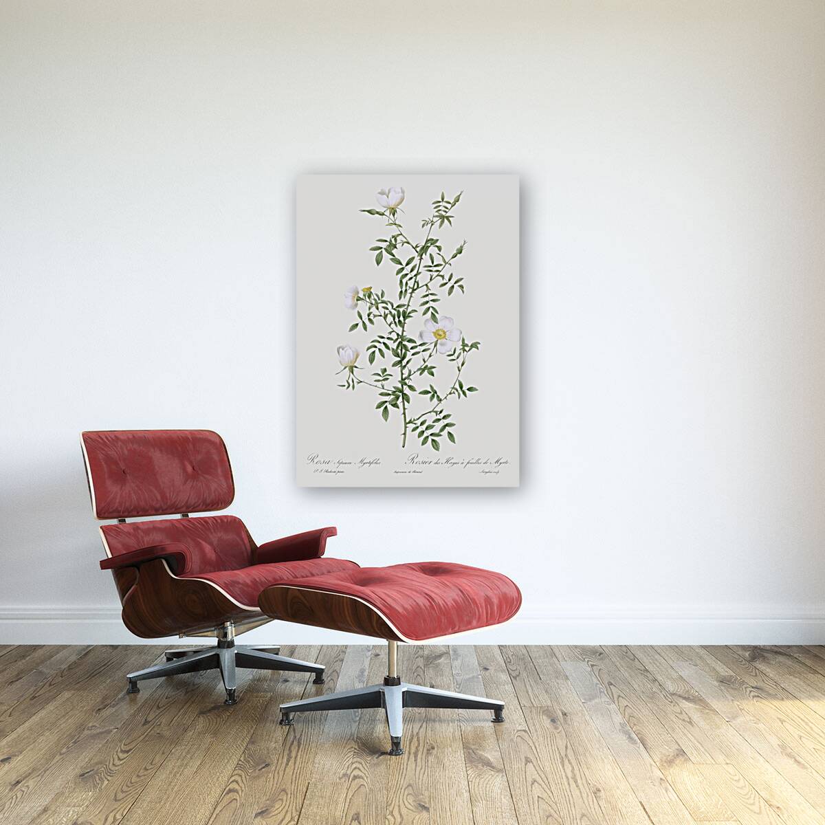 Vintage hedge rose Reproduction