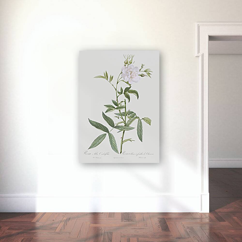 White rose of york in bloom Reproduction