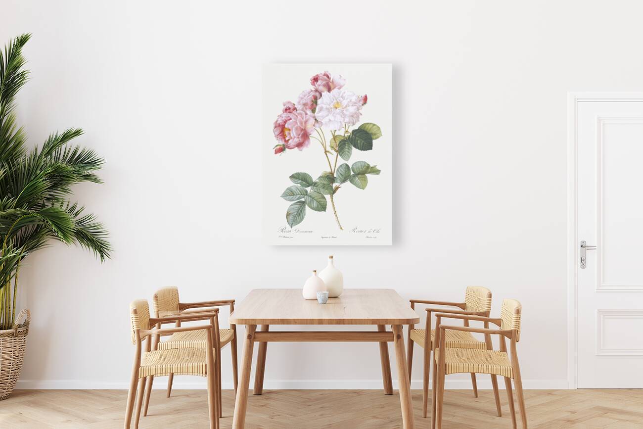 Pink damskus rose Reproduction