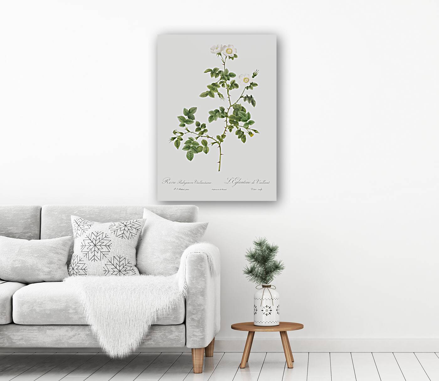 White sweetbriar rose Reproduction