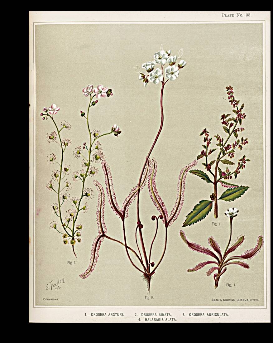 Sarah Featon 003 Reproduction