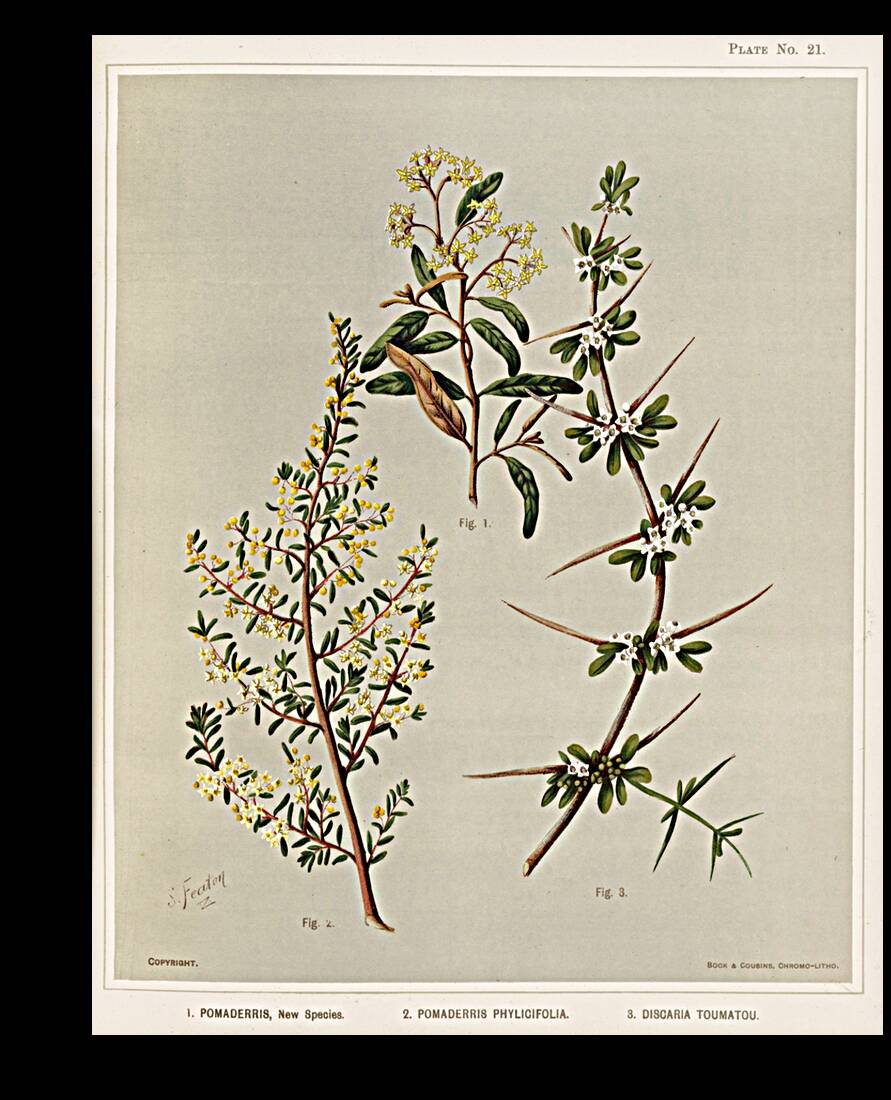 Sarah Featon 012 Reproduction