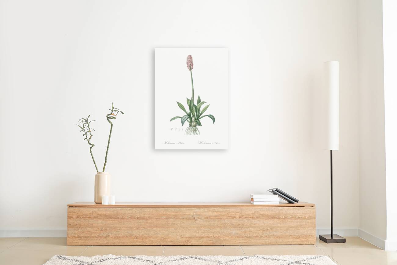 Swamp pink  illustration  Reproduction