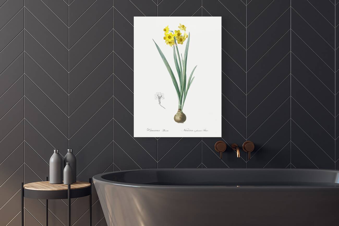 Daffodil illustration  Reproduction
