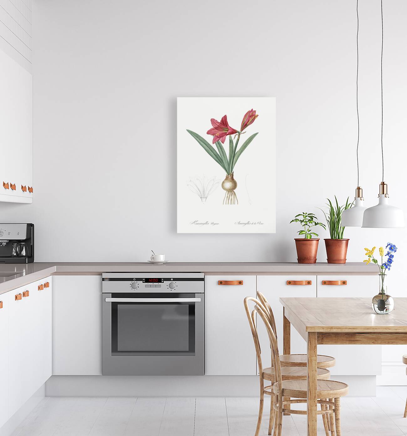 Hippeastrum illustration  Reproduction