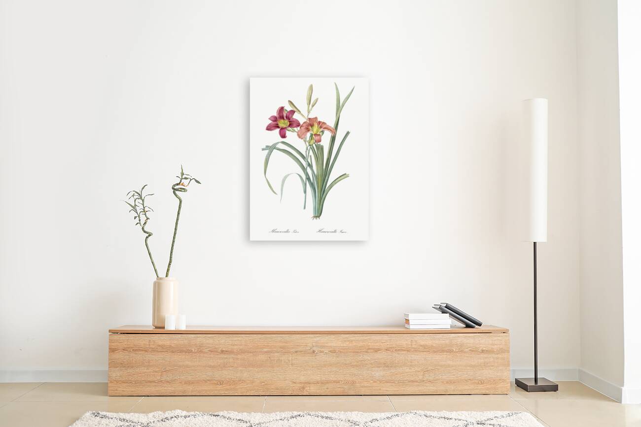 Orange day lily illustration  Reproduction