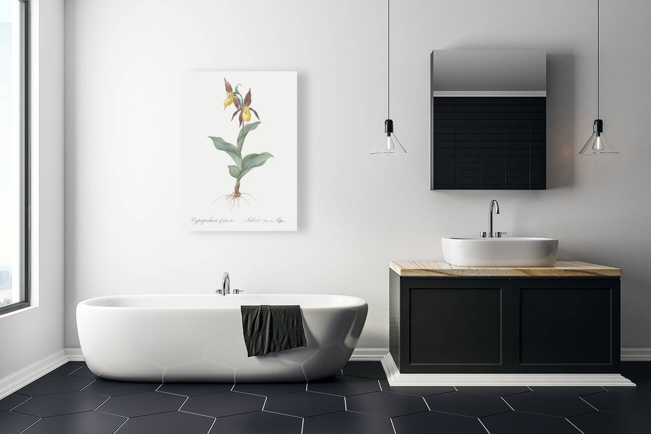 Lady slipper orchid illustration  Reproduction