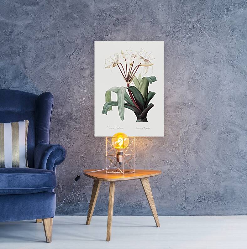 Crinum erubescens illustration  Reproduction