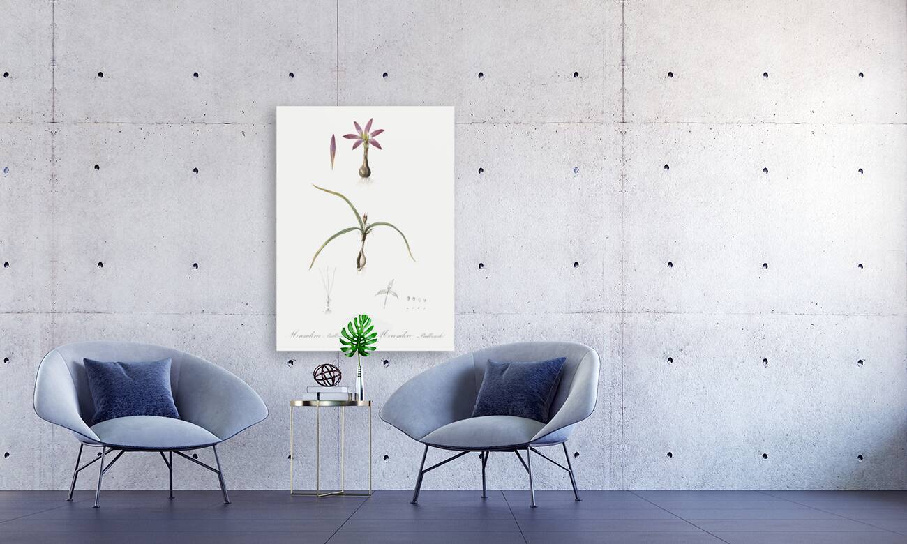 Spring meadow saffron illustration  Reproduction