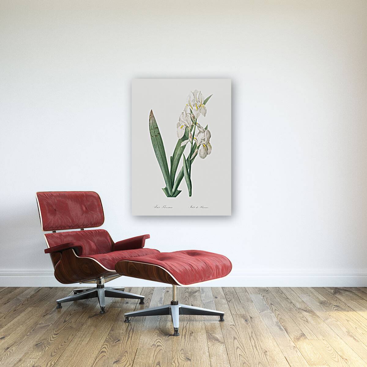 Iris florentina illustration  Reproduction