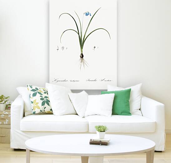 Brimeura illustration  Reproduction