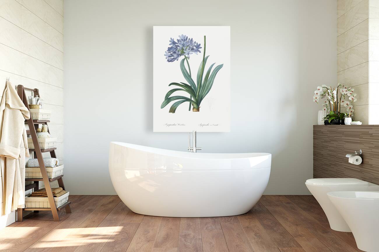 Lily of the Nile illustration  Reproduction