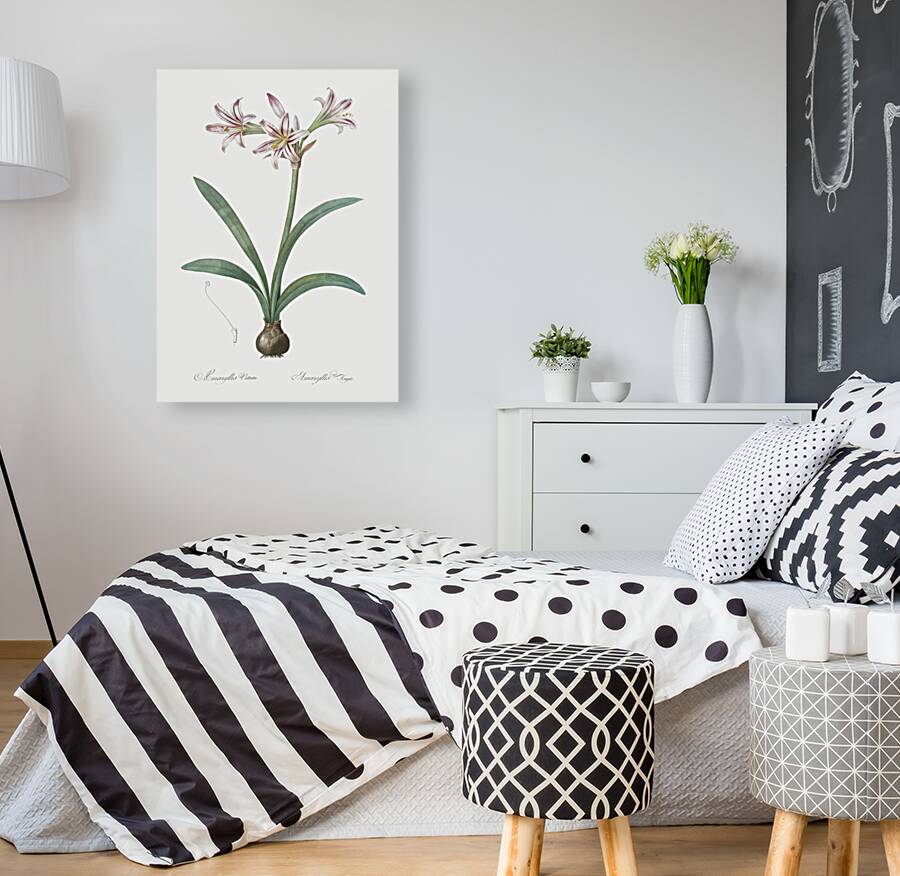 Amaryllis illustration  Reproduction