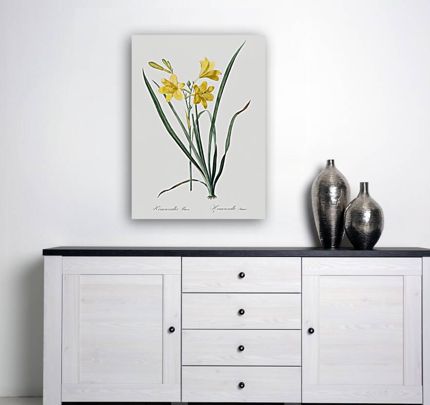 Daylily illustration  Reproduction