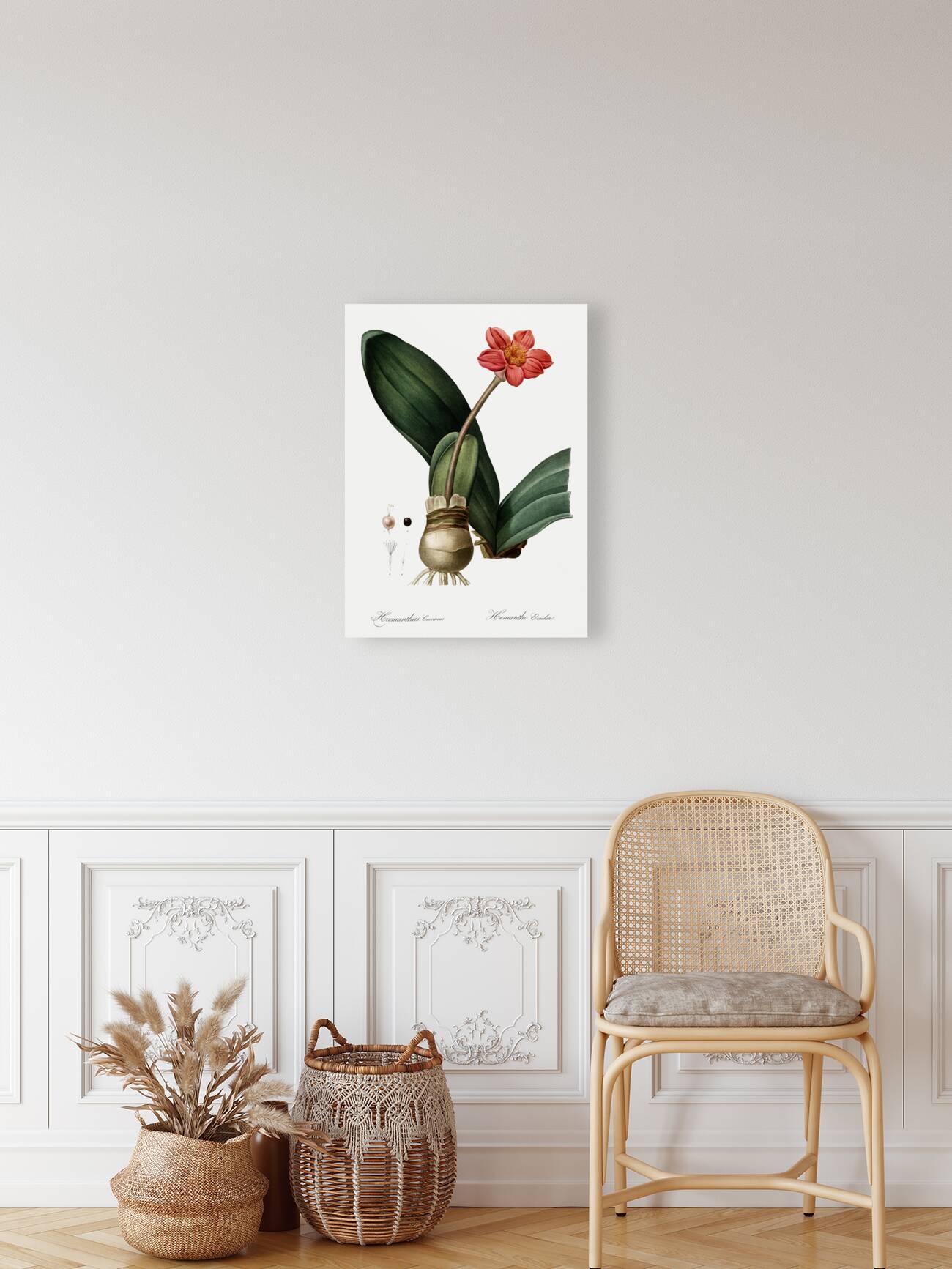 Blood lily illustration  Reproduction