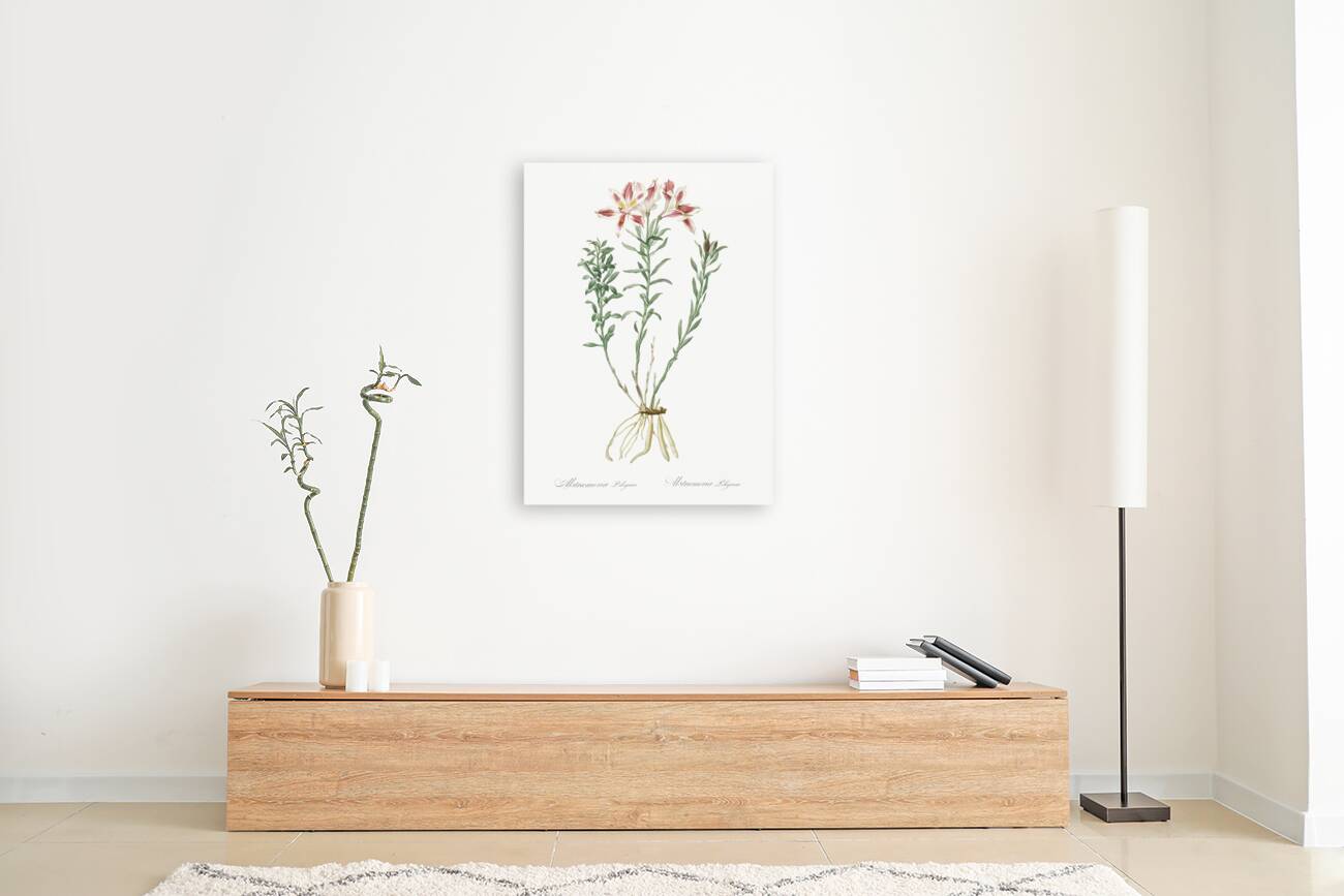 Lily of the Incas illustration  Reproduction