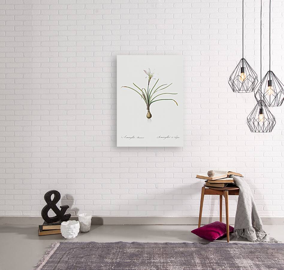 Rain lily illustration  Reproduction