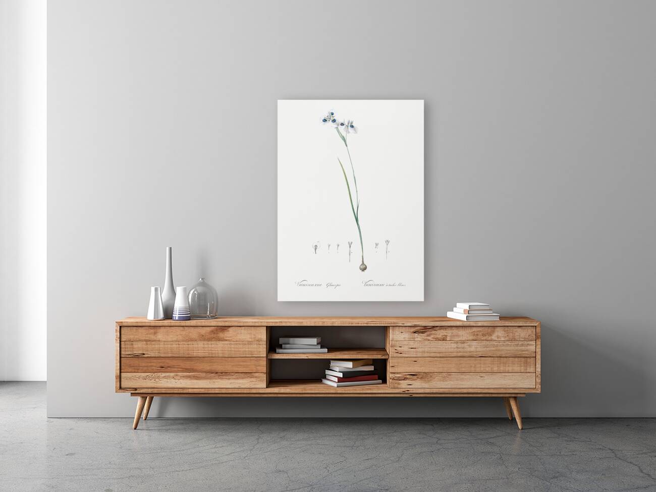 Vieusseuxia glaucopis illustration  Reproduction