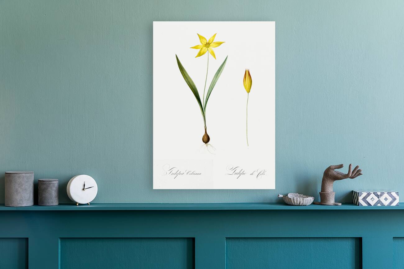 Tulipa celsiana illustration  Reproduction