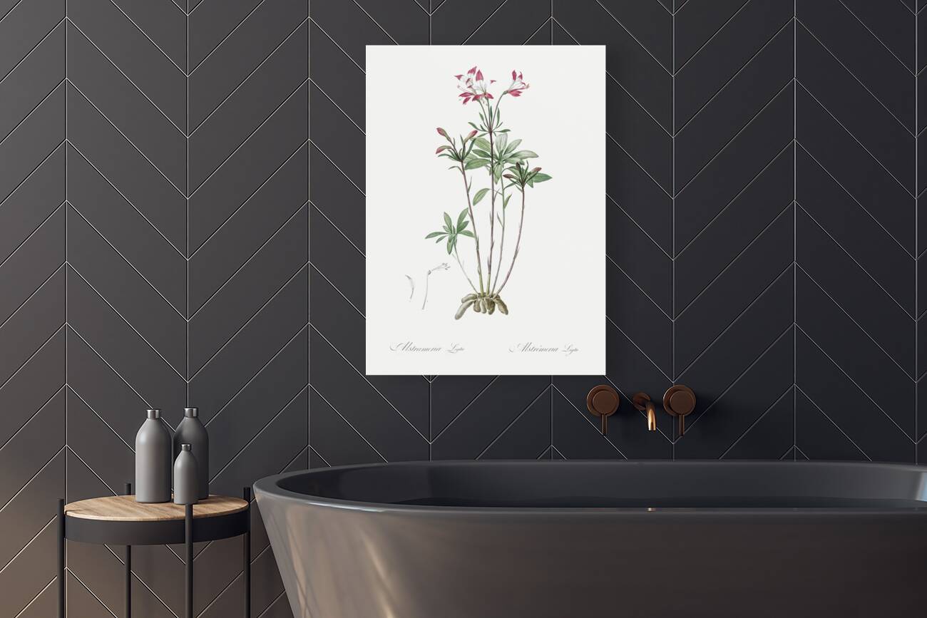 Lily of the Incas illustration  Reproduction