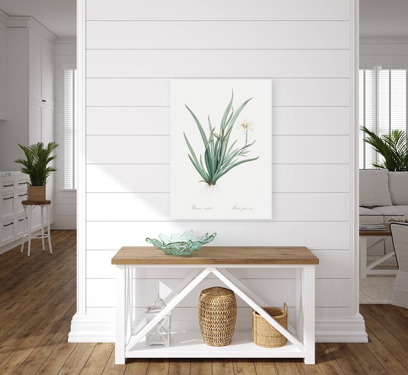 Fortnight lily illustration  Reproduction