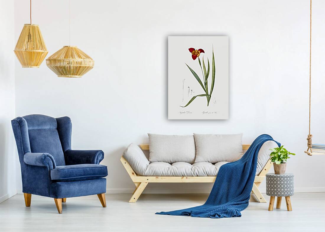 Tiger flower illustration  Reproduction