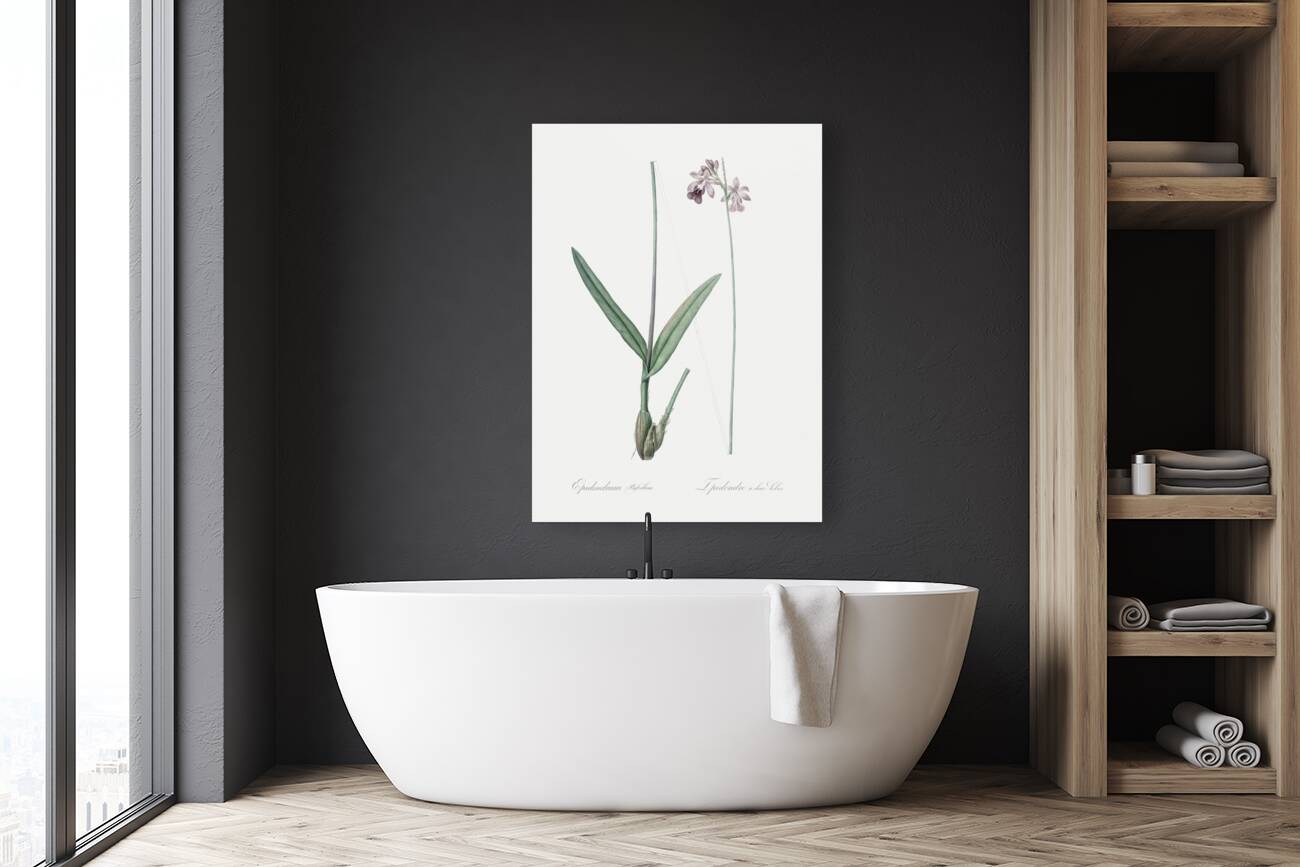 Epidendrum bifidum illustration  Reproduction