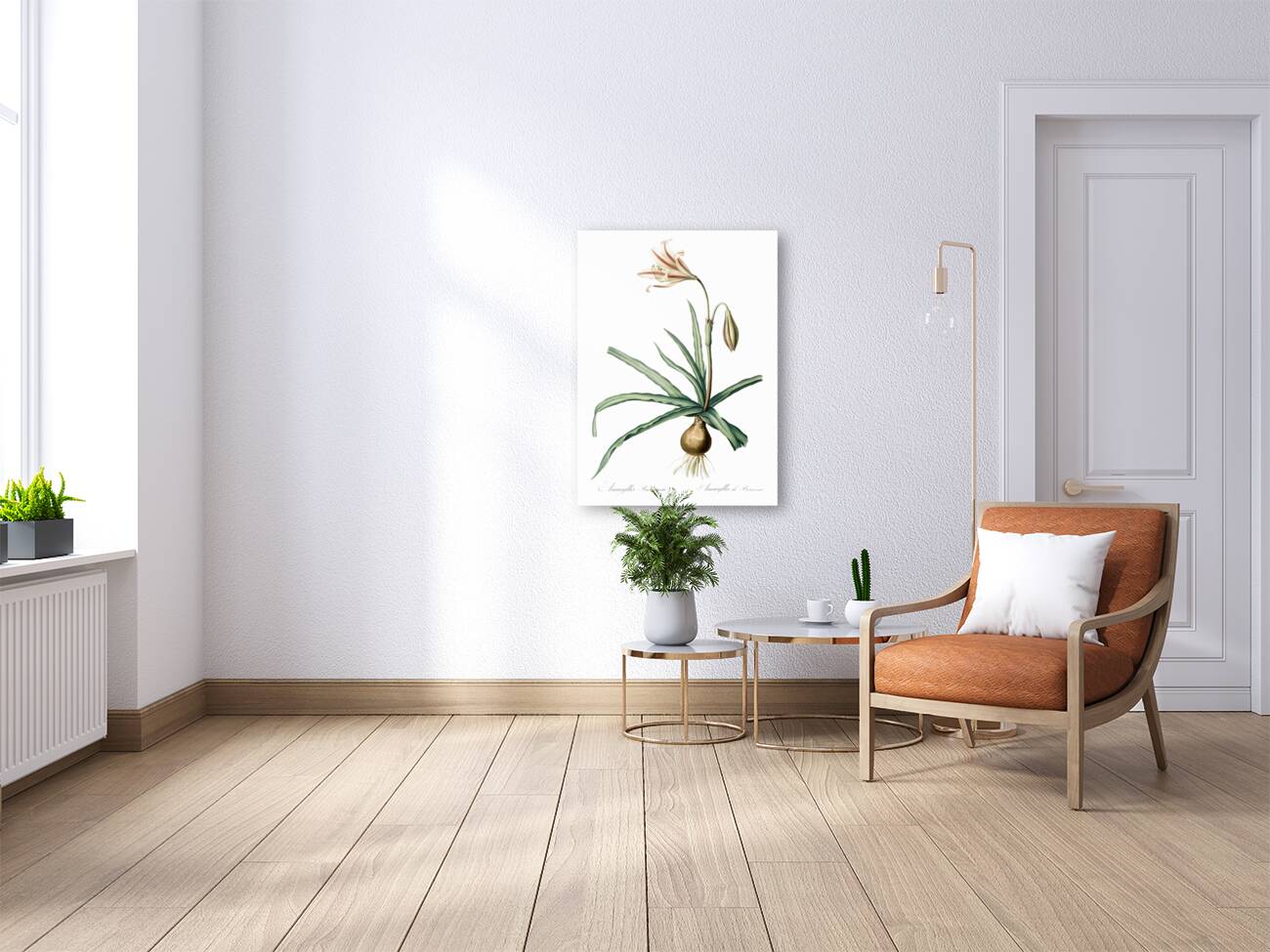 Amaryllis Broussonetii illustration  Reproduction