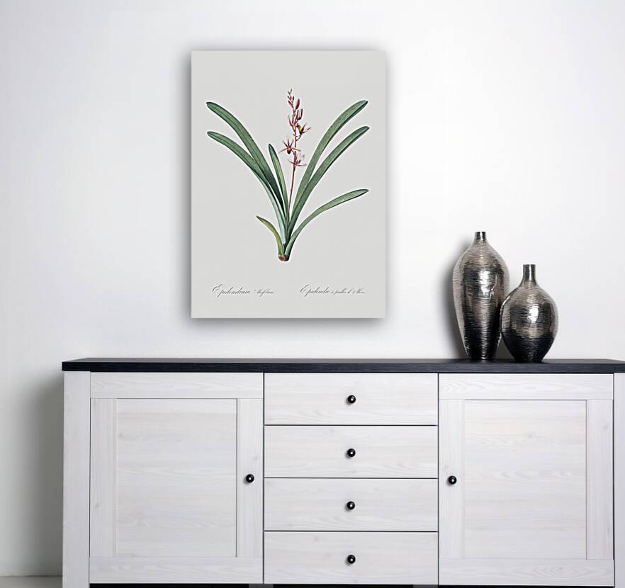 Boat orchid illustration  Reproduction