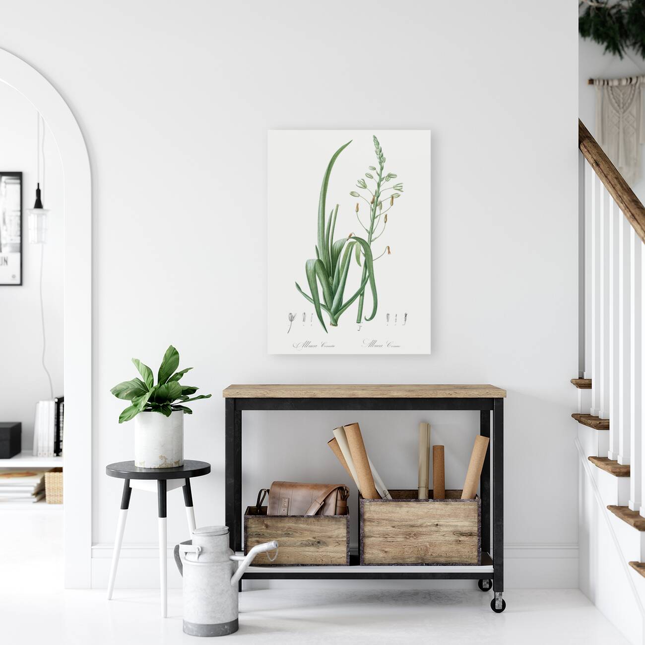 Albuca cornuta illustration  Reproduction