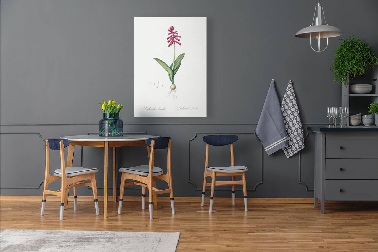 Lachenalia pendula illustration  Reproduction