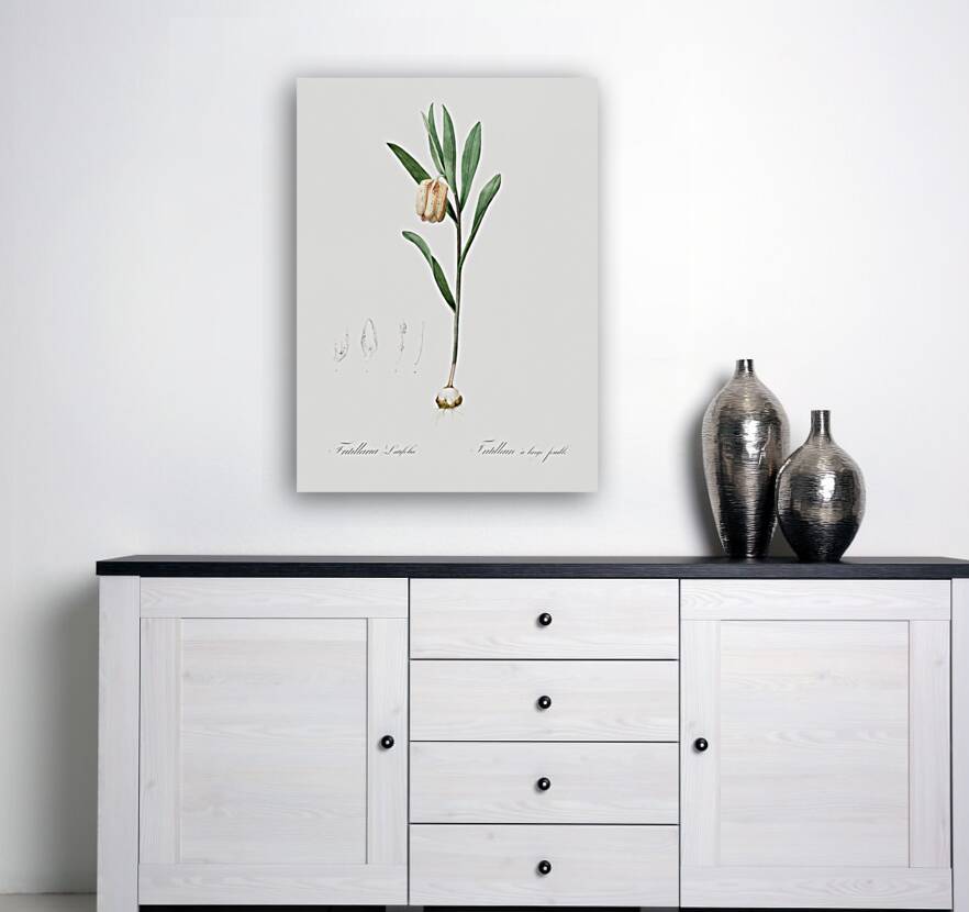 Lachenalia pendula illustration  Reproduction