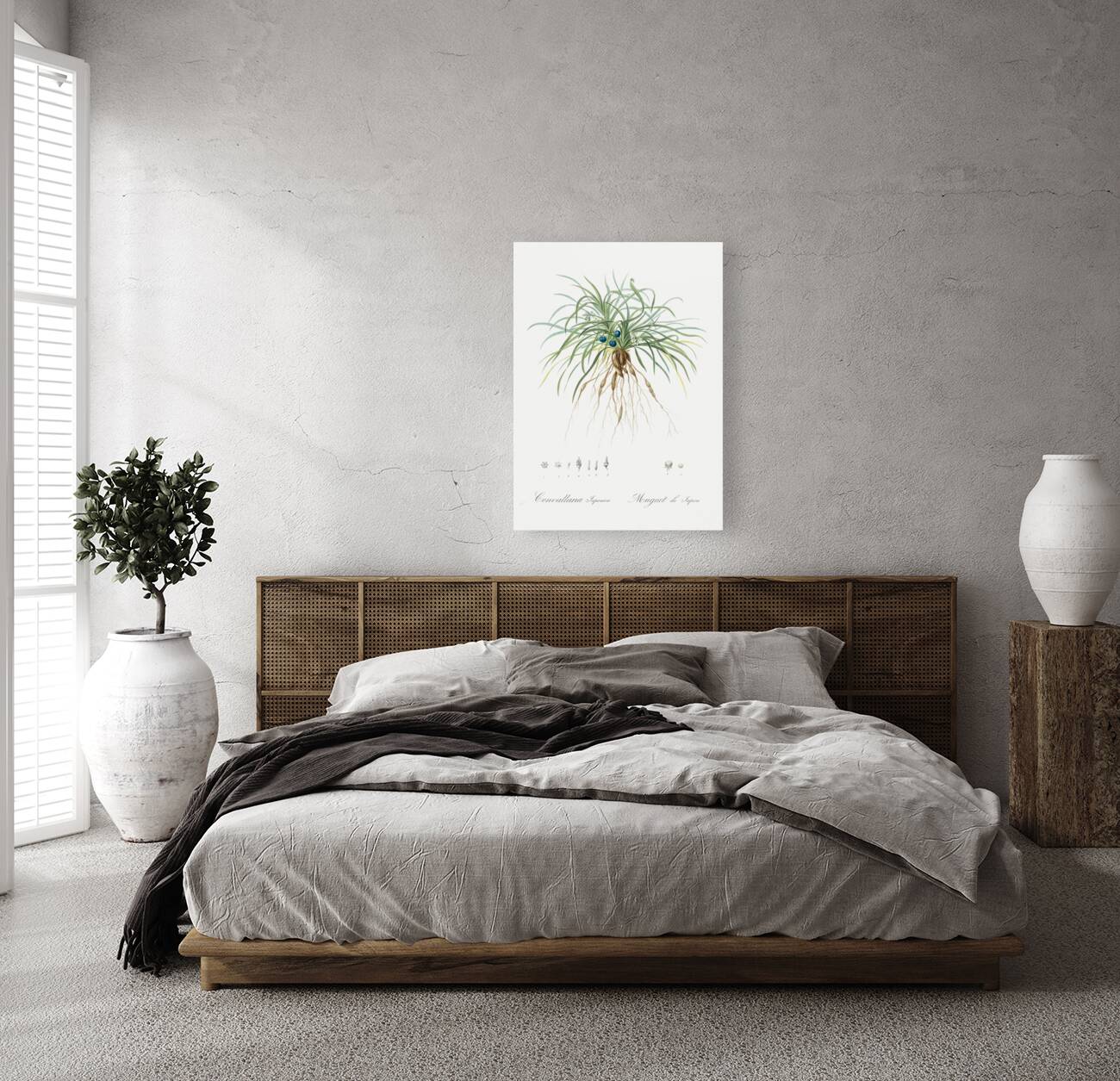 Convallaria japonica illustration  Reproduction