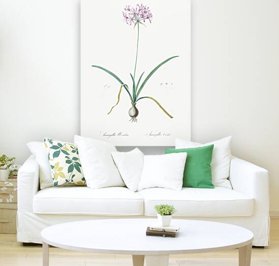 Amaryllis undulata illustration  Reproduction