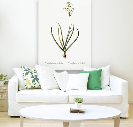 Arabian starflower illustration  Reproduction