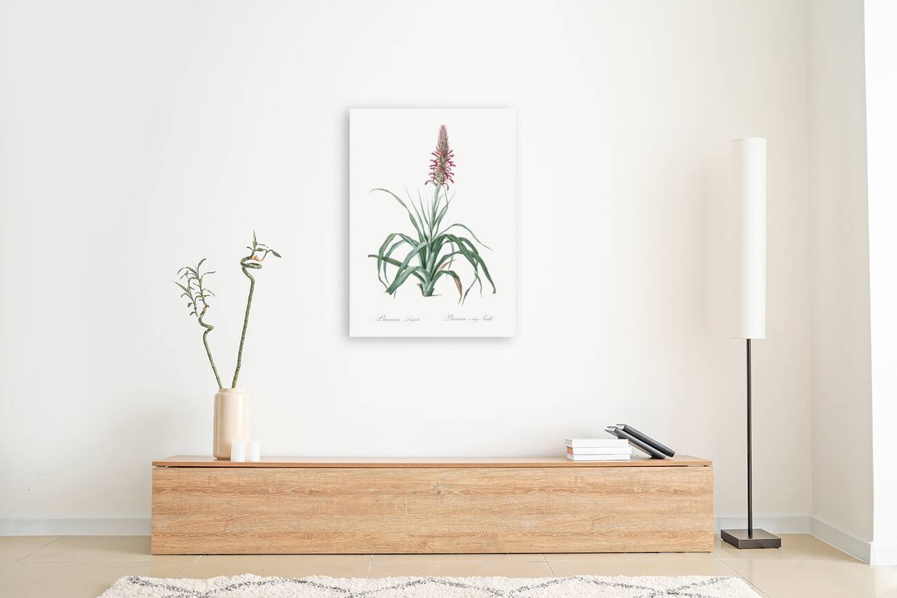 Pina cortadora illustration  Reproduction