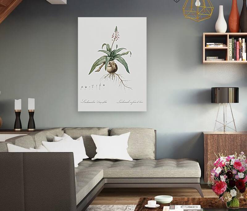 Lachenalia lanceaefolia illustration  Reproduction