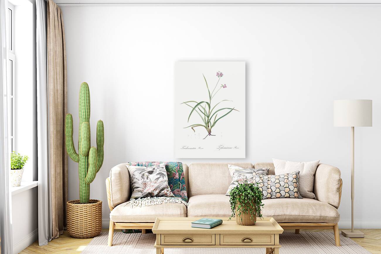 Spiderwort illustration  Reproduction