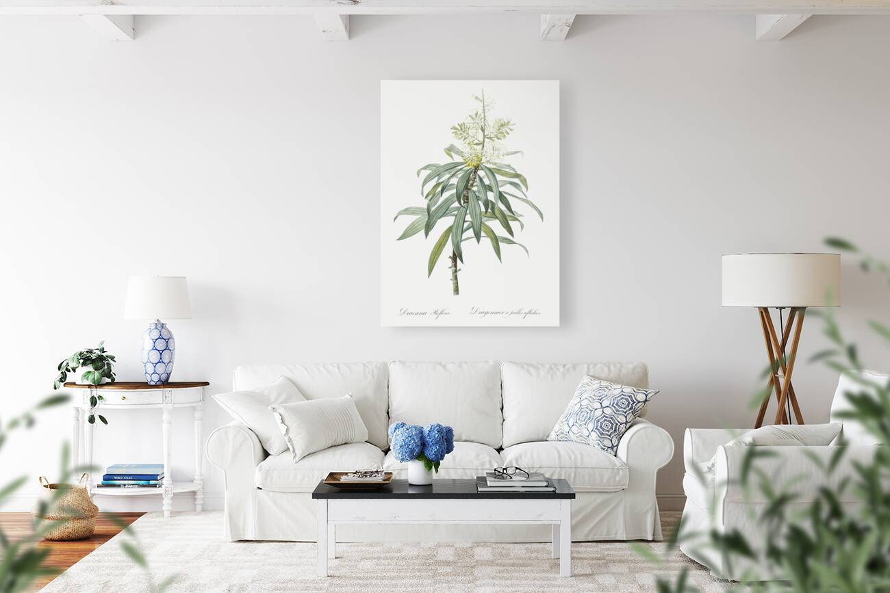 Pleomele illustration  Reproduction