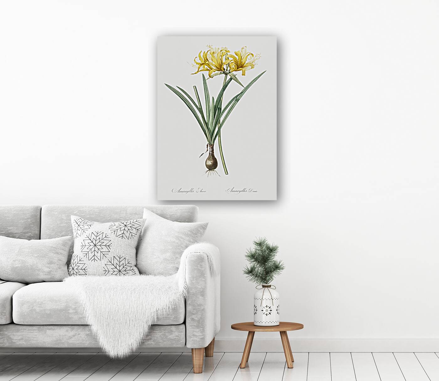 Golden Hurricane Lily illustration  Reproduction