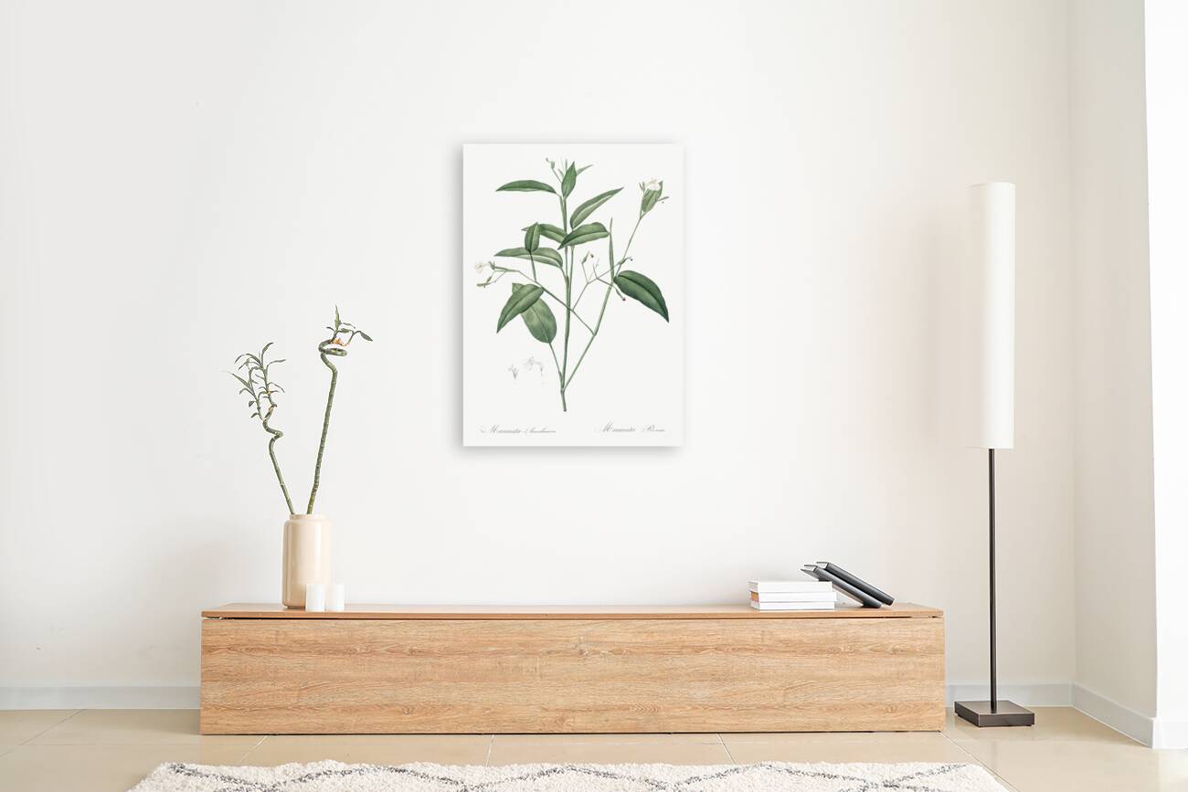 Maranta arundinacea illustration  Reproduction