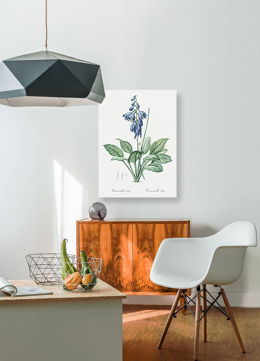 Daylily illustration  Reproduction