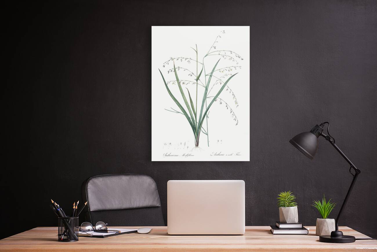 Veltheimia abyssinica illustration  Reproduction